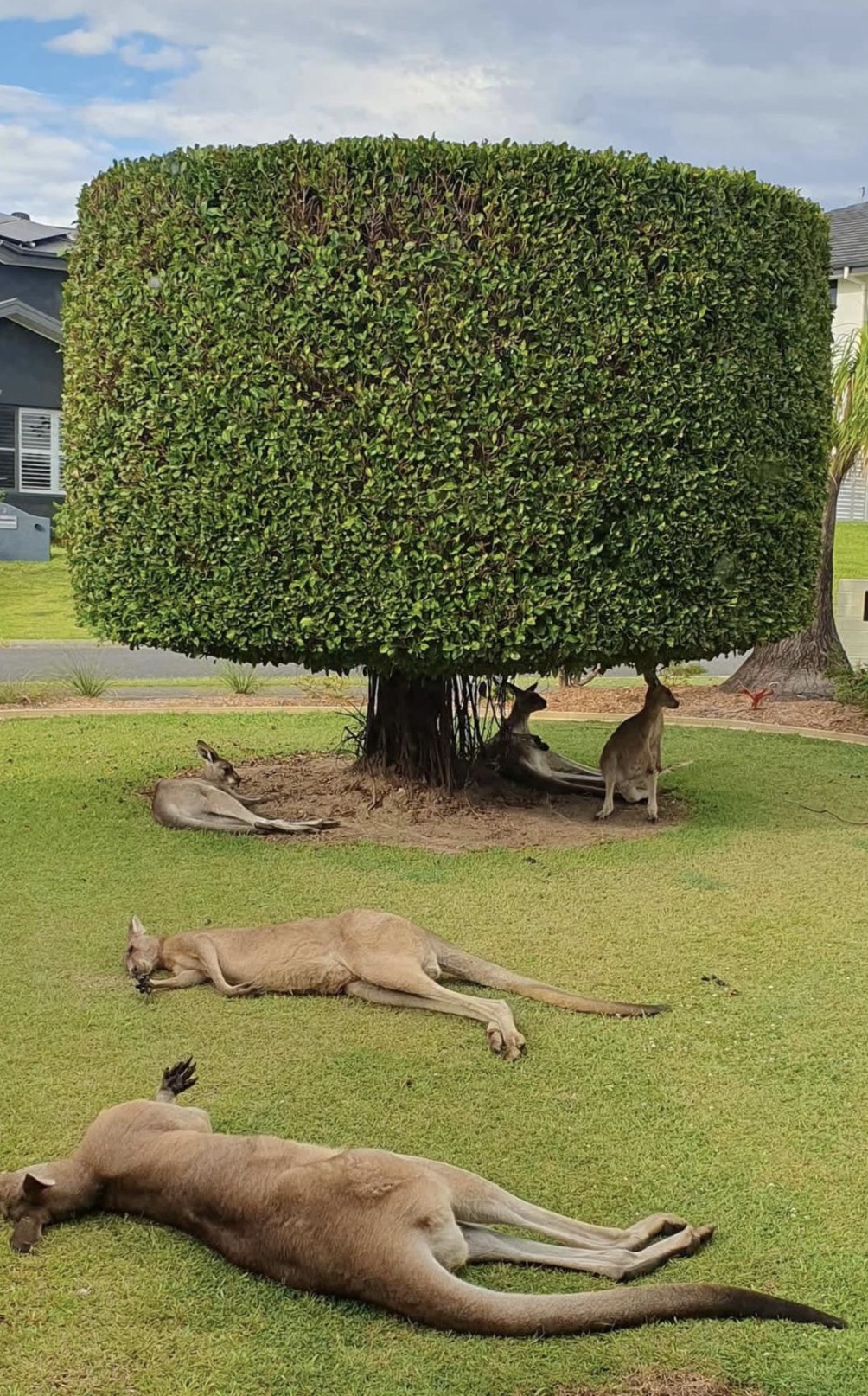 Wallaby